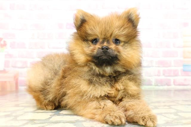高知県のポメラニアン (Coo&RIKU高知御座店/2026年3月19日生まれ/男の子/オレンジ)の子犬の3枚目の画像