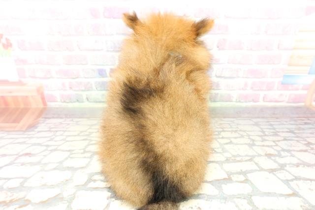 高知県のポメラニアン (Coo&RIKU高知御座店/2026年3月19日生まれ/男の子/オレンジ)の子犬の4枚目の画像