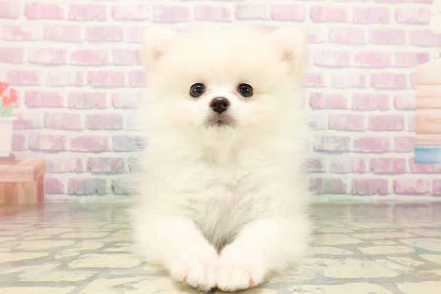 山形県のポメラニアン (Coo&RIKUイオンタウン酒田店/2026年3月20日生まれ/男の子/クリーム)の子犬の1枚目の画像