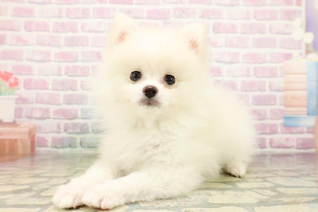 山形県のポメラニアン (Coo&RIKUイオンタウン酒田店/2026年3月20日生まれ/男の子/クリーム)の子犬の2枚目の画像
