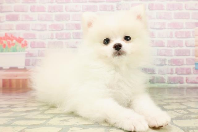 山形県のポメラニアン (Coo&RIKUイオンタウン酒田店/2026年3月20日生まれ/男の子/クリーム)の子犬の3枚目の画像