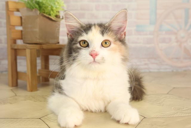 ノルウェージャン・フォレストキャット