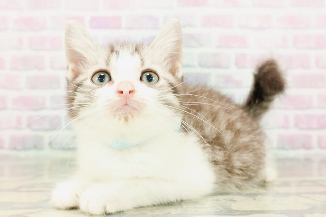 千葉県のスコティッシュフォールド (Coo&RIKUアクロスモール新鎌ケ谷店/2026年3月23日生まれ/男の子/シルバータビーホワイト)の子猫の2枚目の画像