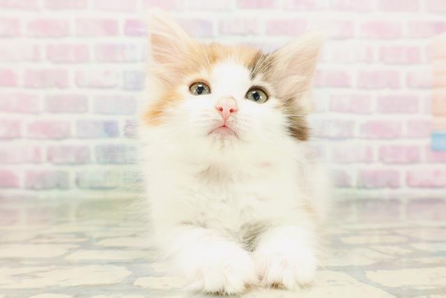 ノルウェージャン・フォレストキャット