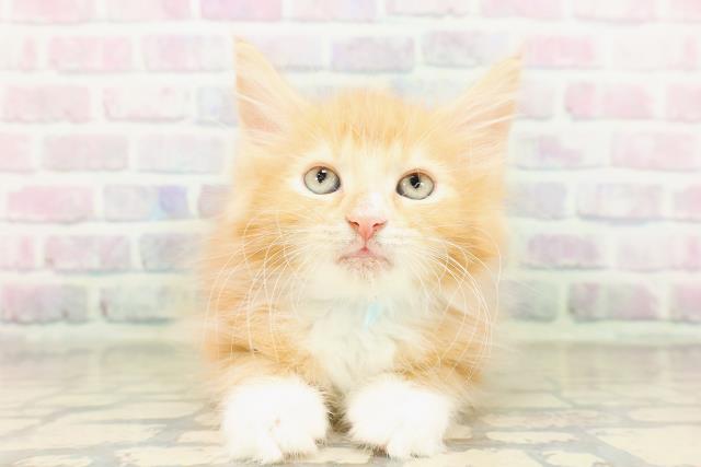 ノルウェージャン・フォレストキャット