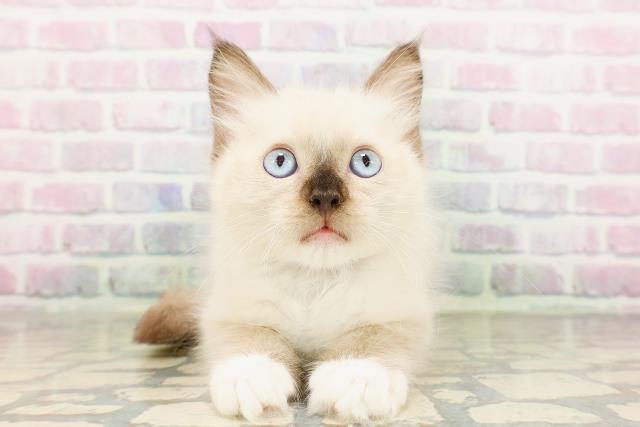 埼玉県のラグドール (Coo&RIKU桶川店/2026年3月17日生まれ/男の子/シールポイントミテッド)の子猫の1枚目の画像