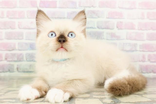 埼玉県のラグドール (Coo&RIKU桶川店/2026年3月17日生まれ/男の子/シールポイントミテッド)の子猫の2枚目の画像