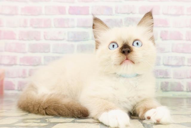 埼玉県のラグドール (Coo&RIKU桶川店/2026年3月17日生まれ/男の子/シールポイントミテッド)の子猫の3枚目の画像