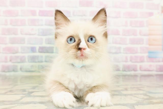 埼玉県のラグドール (Coo&RIKU春日部店/2026年3月17日生まれ/男の子/シールポイントバイカラー)の子猫の1枚目の画像