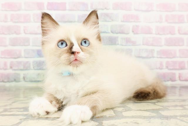 埼玉県のラグドール (Coo&RIKU春日部店/2026年3月17日生まれ/男の子/シールポイントバイカラー)の子猫の2枚目の画像