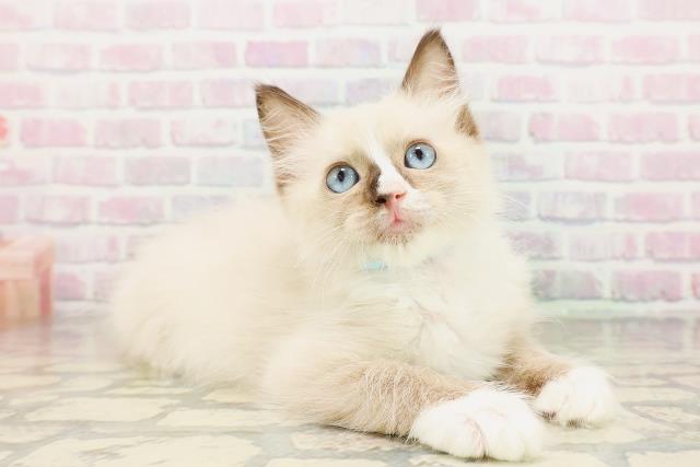 埼玉県のラグドール (Coo&RIKU春日部店/2026年3月17日生まれ/男の子/シールポイントバイカラー)の子猫の3枚目の画像