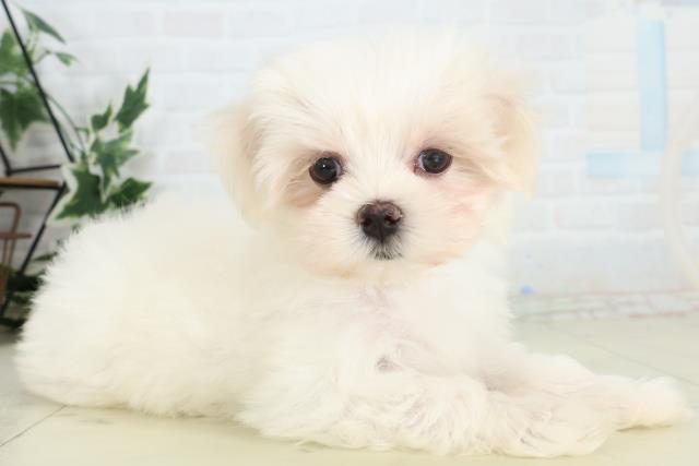 長崎県のマルチーズ (Coo&RIKU長崎佐世保店/2026年3月24日生まれ/女の子/ホワイト)の子犬の2枚目の画像