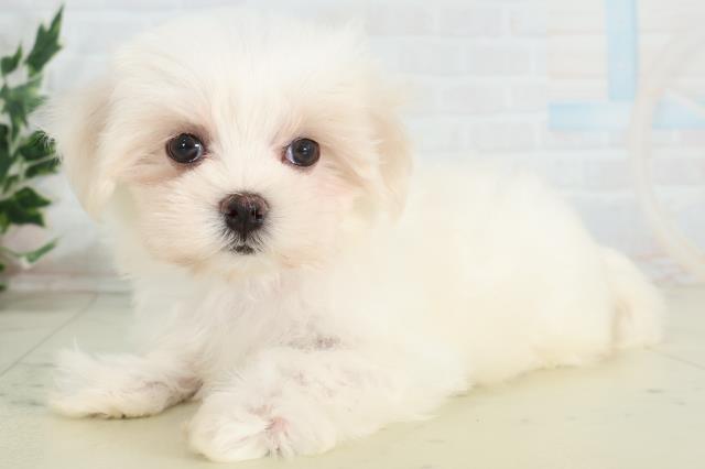 長崎県のマルチーズ (Coo&RIKU長崎佐世保店/2026年3月24日生まれ/女の子/ホワイト)の子犬の3枚目の画像