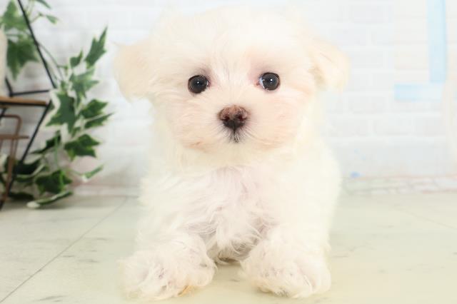 熊本県のマルチーズ (Coo&RIKUイオンモール宇城店/2026年3月24日生まれ/女の子/ホワイト)の子犬の1枚目の画像