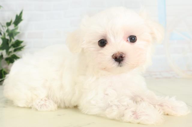 熊本県のマルチーズ (Coo&RIKUイオンモール宇城店/2026年3月24日生まれ/女の子/ホワイト)の子犬の2枚目の画像