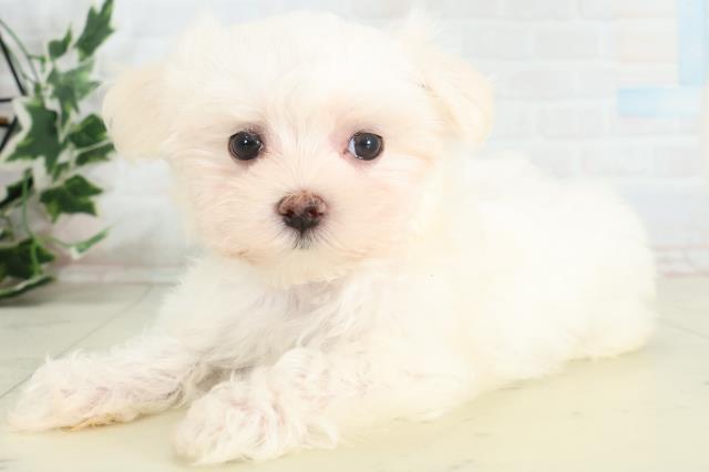 熊本県のマルチーズ (Coo&RIKUイオンモール宇城店/2026年3月24日生まれ/女の子/ホワイト)の子犬の3枚目の画像