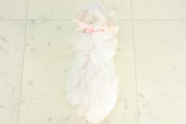 熊本県のマルチーズ (Coo&RIKUイオンモール宇城店/2026年3月24日生まれ/女の子/ホワイト)の子犬の4枚目の画像