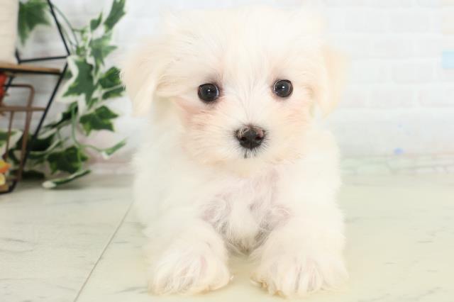 熊本県のマルチーズ (Coo&RIKUカリーノ菊陽店/2026年3月24日生まれ/女の子/ホワイト)の子犬の1枚目の画像