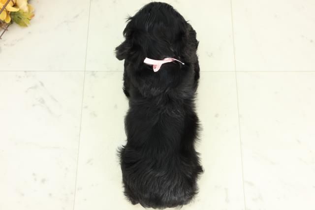 福岡県のアメリカンコッカースパニエル (Coo&RIKU小倉店/2026年3月25日生まれ/女の子/ブラック)の子犬の4枚目の画像