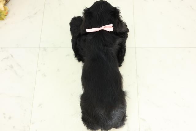 福岡県のアメリカンコッカースパニエル (Coo&RIKU筑後店/2026年3月25日生まれ/女の子/ブラックホワイト)の子犬の4枚目の画像