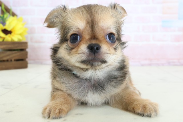 福岡県のチワワ(ロング) (Coo&RIKU大牟田店/2026年3月23日生まれ/男の子/レッド)の子犬の1枚目の画像