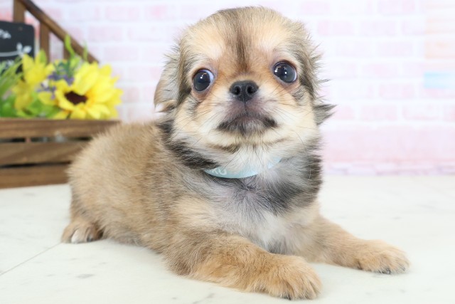 福岡県のチワワ(ロング) (Coo&RIKU大牟田店/2026年3月23日生まれ/男の子/レッド)の子犬の2枚目の画像