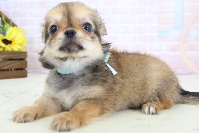 福岡県のチワワ(ロング) (Coo&RIKU大牟田店/2026年3月23日生まれ/男の子/レッド)の子犬の3枚目の画像