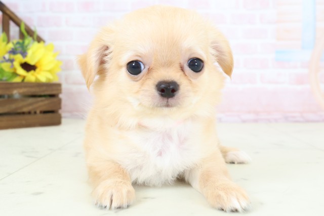 福岡県のチワワ(ロング) (Coo&RIKU福岡西店/2026年3月23日生まれ/女の子/クリーム)の子犬の1枚目の画像