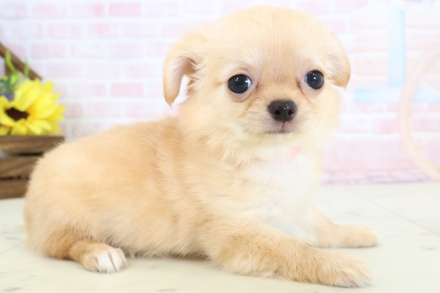 福岡県のチワワ(ロング) (Coo&RIKU福岡西店/2026年3月23日生まれ/女の子/クリーム)の子犬の2枚目の画像