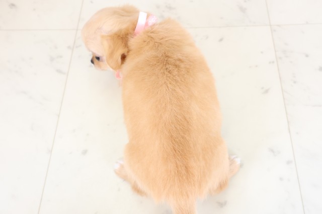 福岡県のチワワ(ロング) (Coo&RIKU福岡西店/2026年3月23日生まれ/女の子/クリーム)の子犬の4枚目の画像