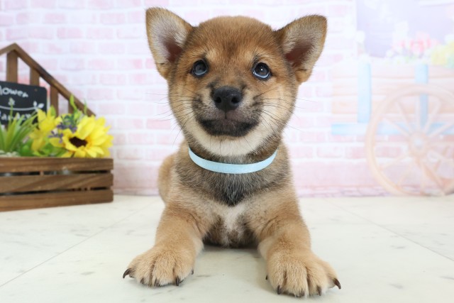 福岡県の豆柴 (Coo&RIKU黒崎店/2026年3月23日生まれ/男の子/赤)の子犬の1枚目の画像