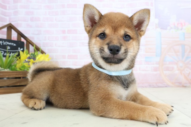 福岡県の豆柴 (Coo&RIKU黒崎店/2026年3月23日生まれ/男の子/赤)の子犬の2枚目の画像