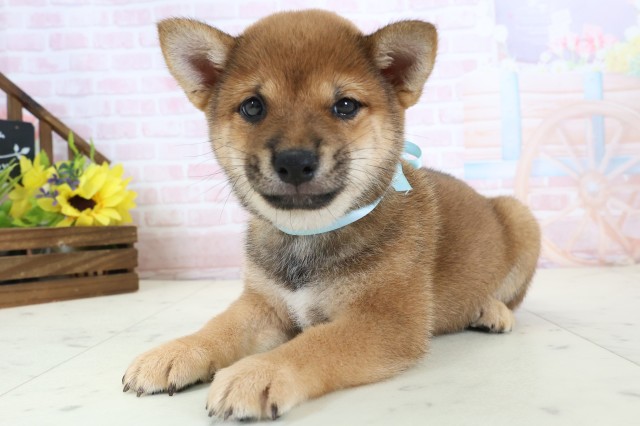 福岡県の豆柴 (Coo&RIKU黒崎店/2026年3月23日生まれ/男の子/赤)の子犬の3枚目の画像