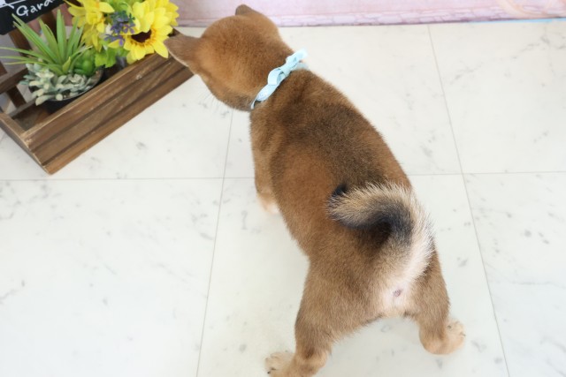 福岡県の豆柴 (Coo&RIKU黒崎店/2026年3月23日生まれ/男の子/赤)の子犬の4枚目の画像