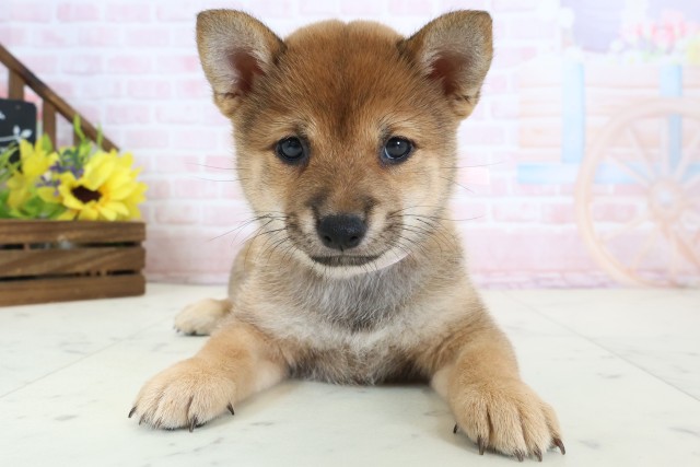 福岡県の豆柴 (Coo&RIKU行橋店/2026年3月23日生まれ/女の子/赤)の子犬の1枚目の画像