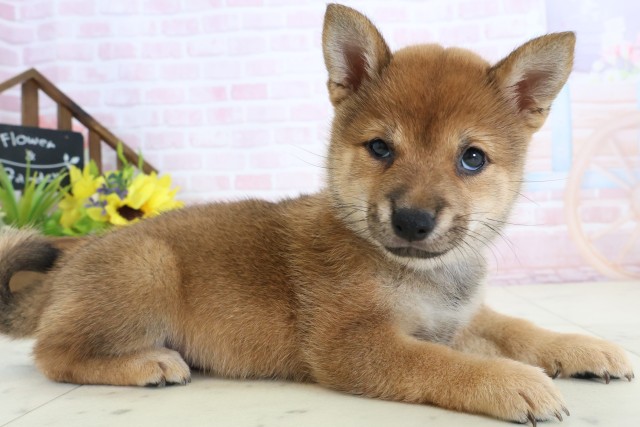 福岡県の豆柴 (Coo&RIKU行橋店/2026年3月23日生まれ/女の子/赤)の子犬の2枚目の画像
