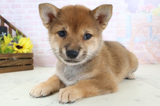 福岡県の豆柴 (Coo&RIKU行橋店/2026年3月23日生まれ/女の子/赤)の子犬の3枚目の画像