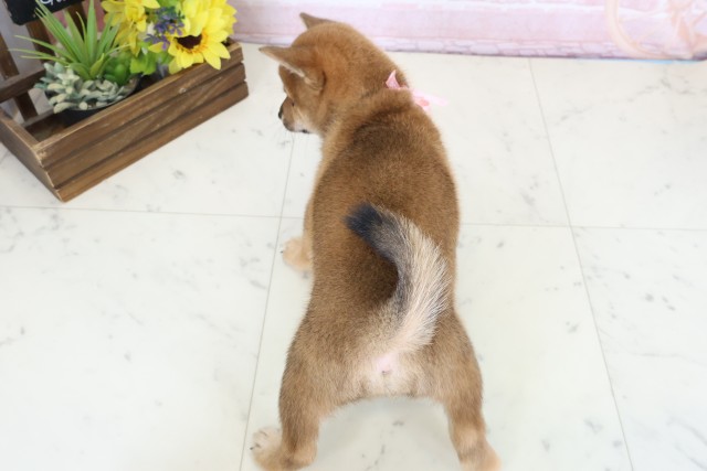 福岡県の豆柴 (Coo&RIKU行橋店/2026年3月23日生まれ/女の子/赤)の子犬の4枚目の画像