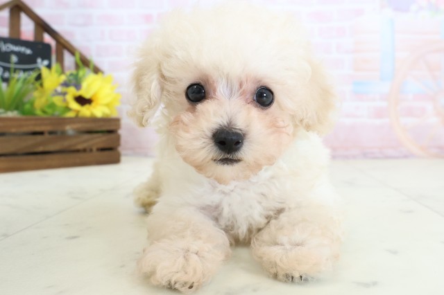 大分県のトイプードル(トイ) (Coo&RIKU大分店/2026年3月24日生まれ/男の子/クリーム)の子犬の1枚目の画像