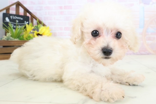 大分県のトイプードル(トイ) (Coo&RIKU大分店/2026年3月24日生まれ/男の子/クリーム)の子犬の2枚目の画像