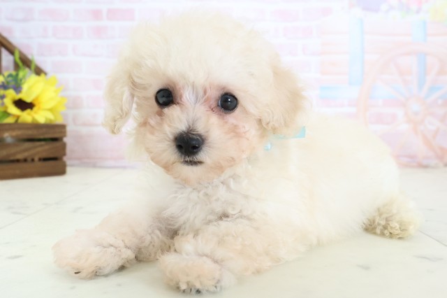 大分県のトイプードル(トイ) (Coo&RIKU大分店/2026年3月24日生まれ/男の子/クリーム)の子犬の3枚目の画像