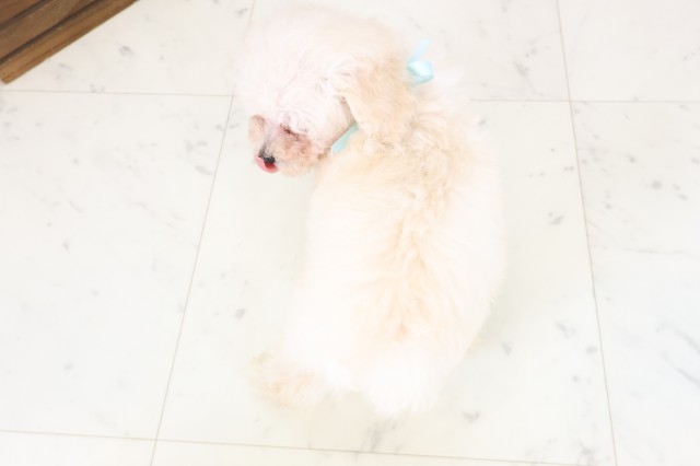 大分県のトイプードル(トイ) (Coo&RIKU大分店/2026年3月24日生まれ/男の子/クリーム)の子犬の4枚目の画像