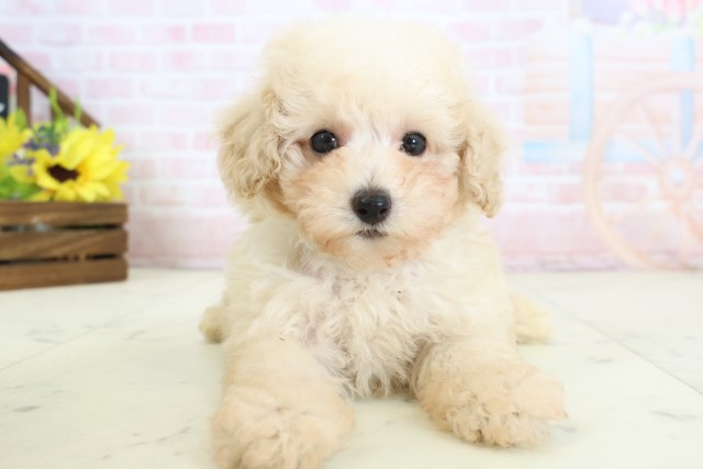 福岡県のトイプードル(トイ) (Coo&RIKU筑後店/2026年3月24日生まれ/男の子/クリーム)の子犬の1枚目の画像