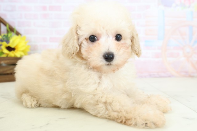 福岡県のトイプードル(トイ) (Coo&RIKU筑後店/2026年3月24日生まれ/男の子/クリーム)の子犬の2枚目の画像