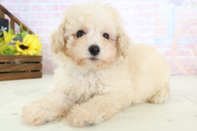 福岡県のトイプードル(トイ) (Coo&RIKU筑後店/2026年3月24日生まれ/男の子/クリーム)の子犬の3枚目の画像