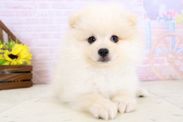 鹿児島県のポメラニアン (Coo&RIKU霧島店/2026年3月24日生まれ/男の子/クリーム)の子犬の1枚目の画像