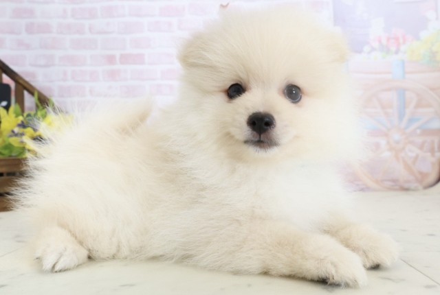 鹿児島県のポメラニアン (Coo&RIKU霧島店/2026年3月24日生まれ/男の子/クリーム)の子犬の2枚目の画像