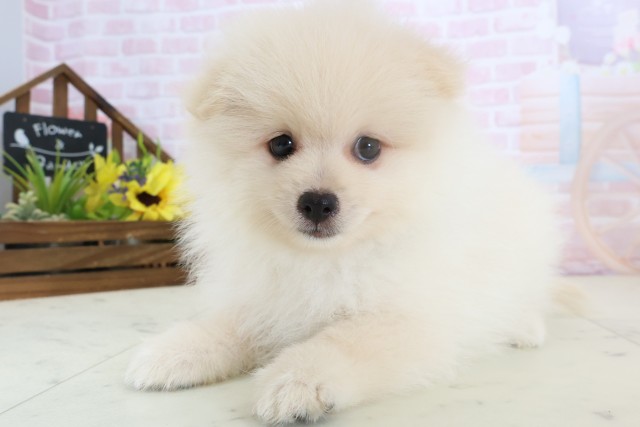 鹿児島県のポメラニアン (Coo&RIKU霧島店/2026年3月24日生まれ/男の子/クリーム)の子犬の3枚目の画像