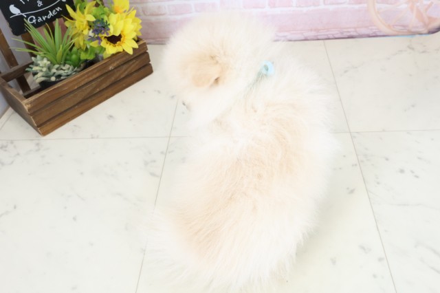 鹿児島県のポメラニアン (Coo&RIKU霧島店/2026年3月24日生まれ/男の子/クリーム)の子犬の4枚目の画像