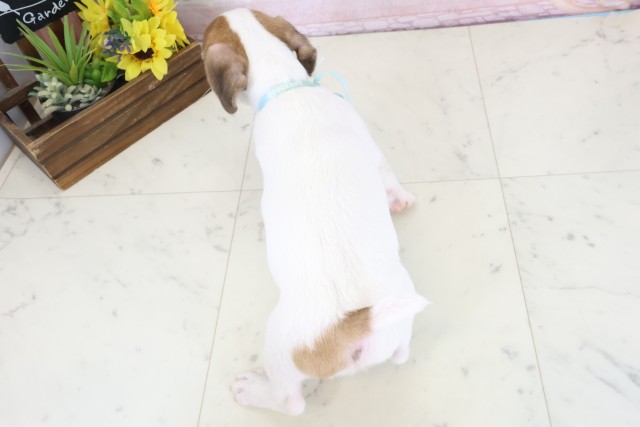 熊本県のジャックラッセルテリア (Coo&RIKU熊本店/2026年3月22日生まれ/男の子/タンホワイト)の子犬の4枚目の画像